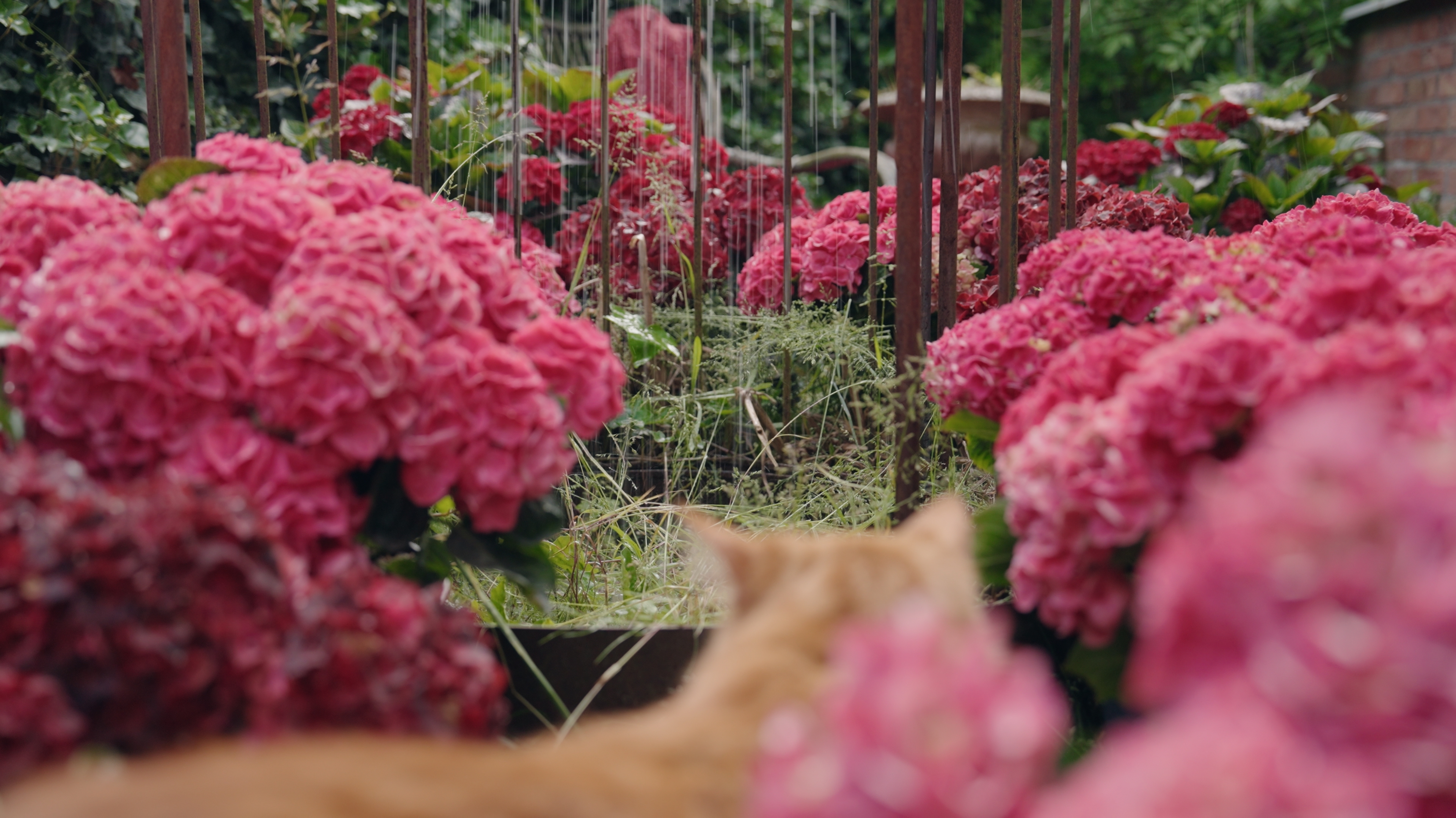 En explosion av färg - blommor, blommor och ännu fler blommor!